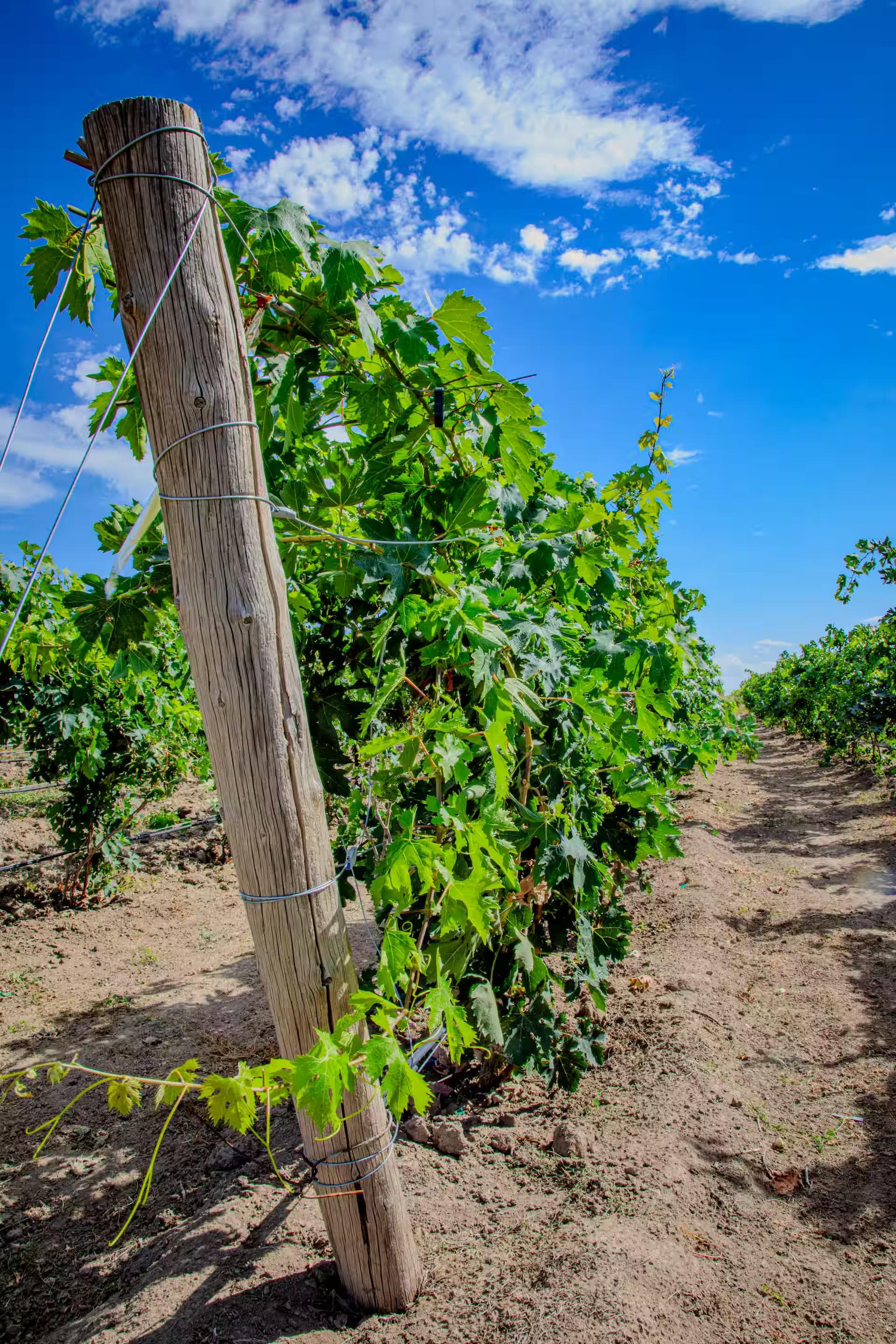 Grape vines growing in Legacy Vineyards
