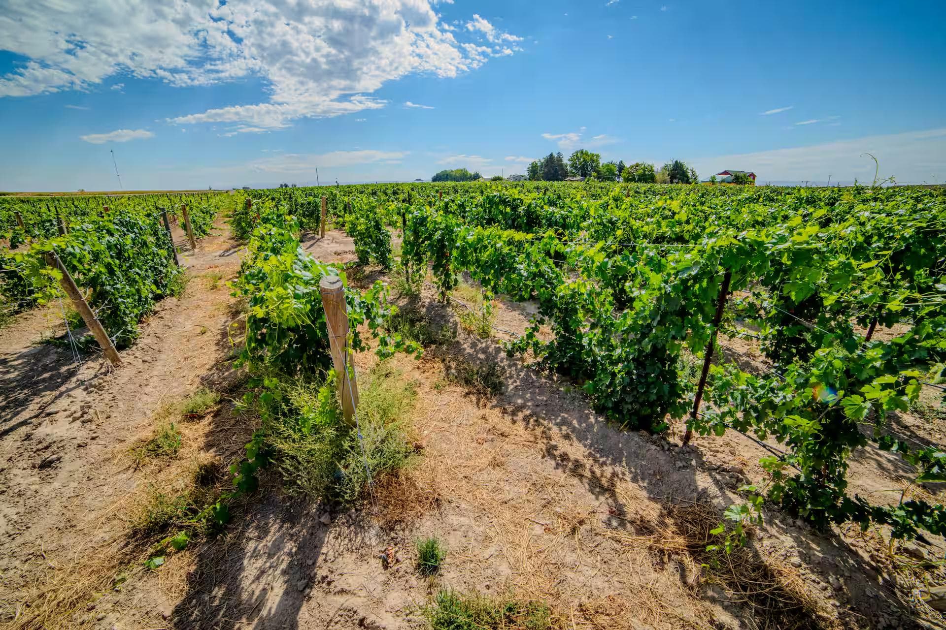 Vines at Legacy Vineyards